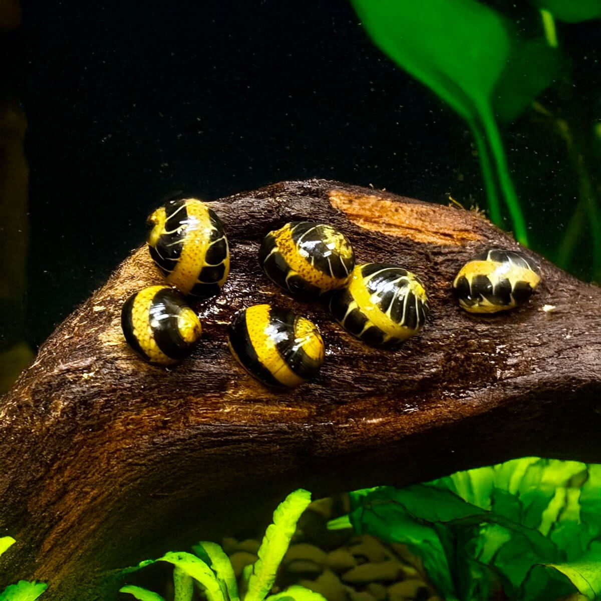 Vittina Escargot mangeur d'algues pour aquarium d'eau douce