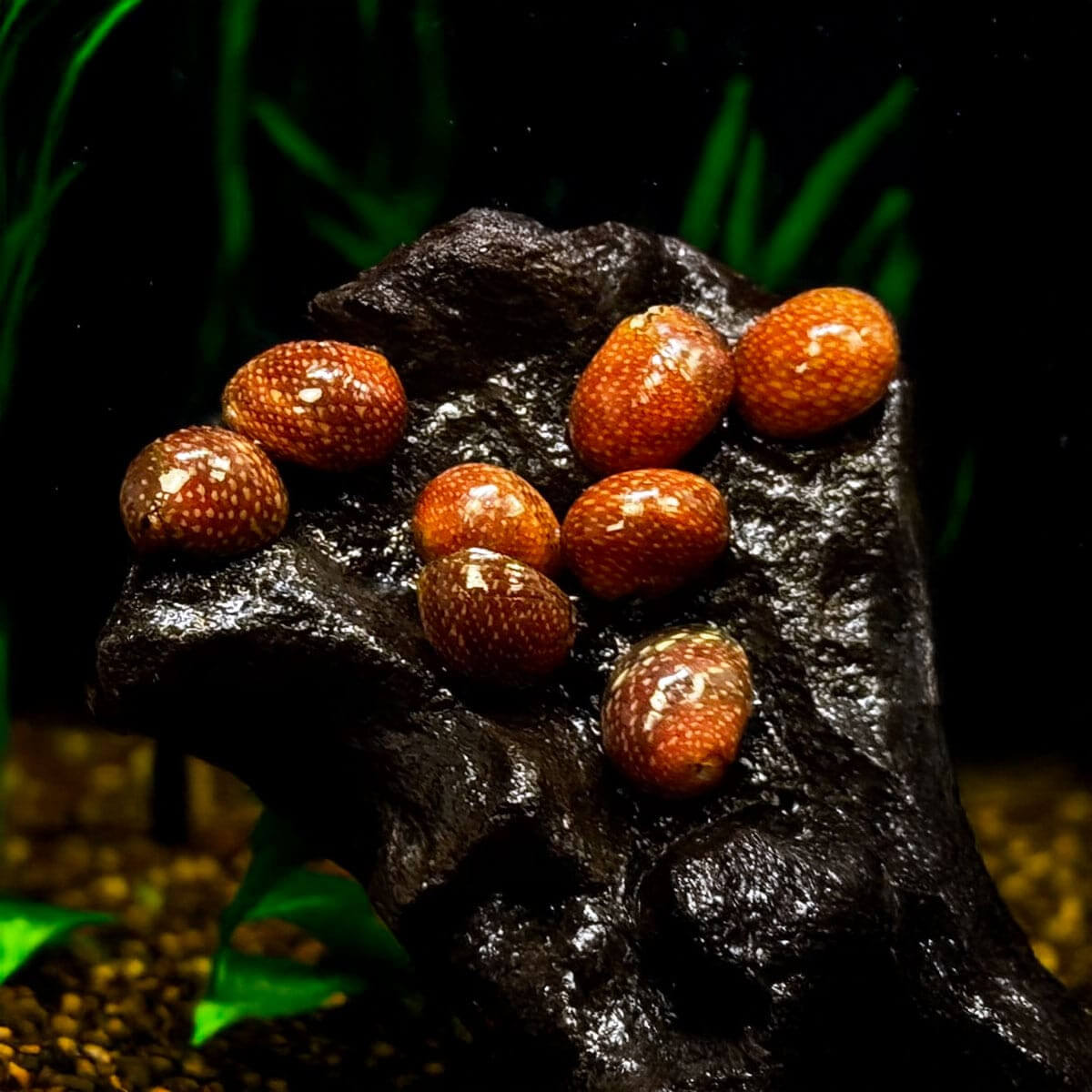 Neritina pumkin, escargot mangeur d'algues pour aquarium