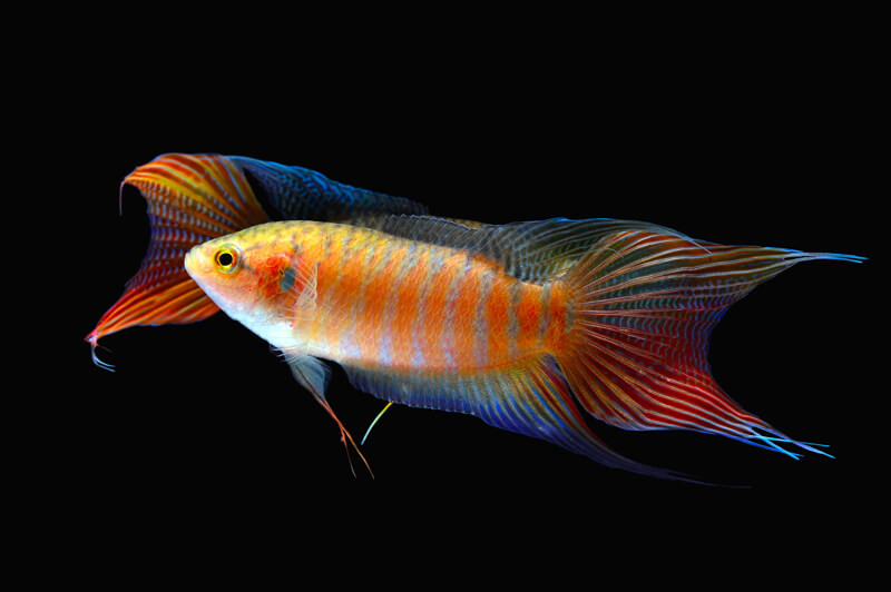 Macropodus opercularis albinos red - Macropode Poisson paradis poisson aquarium facile