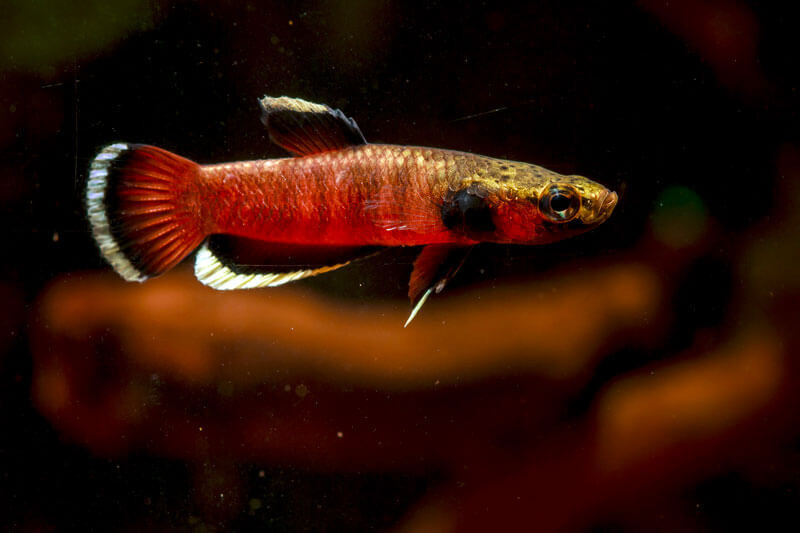 Betta albimarginata