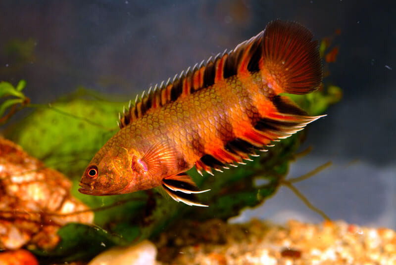 MICROCTENOPOMA ANSORGII poisson d'aquarium