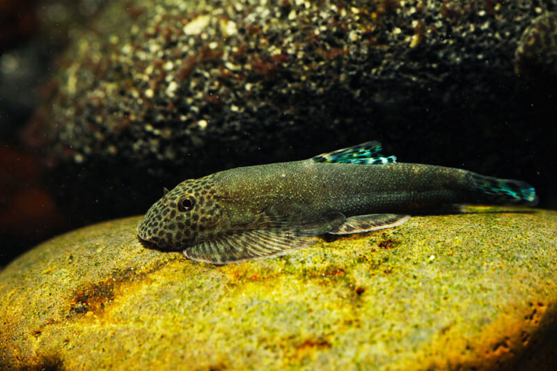 Beaufortia ctenocephalus - loche bleue mangeuse d'algues